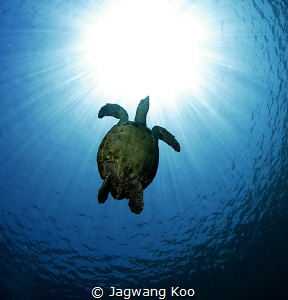 turtle by Jagwang Koo 